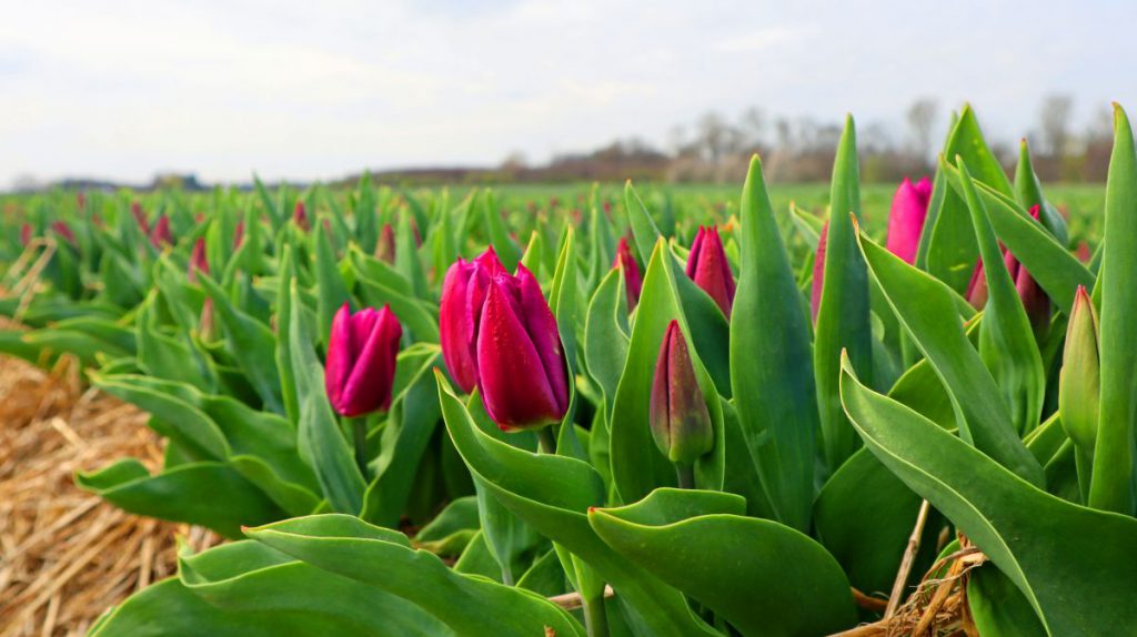 Tulpenfelder Grevenbroich Kapellen