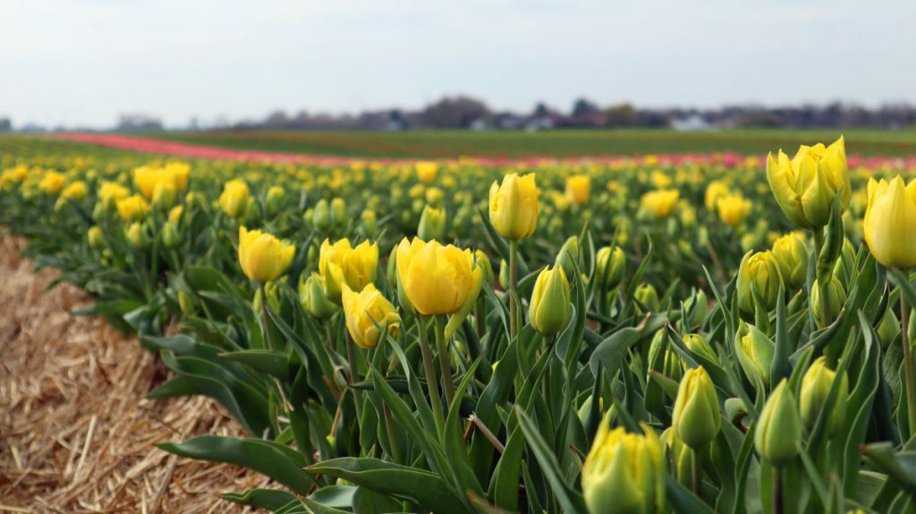 Tulpenfelder Grevenbroich Kapellen