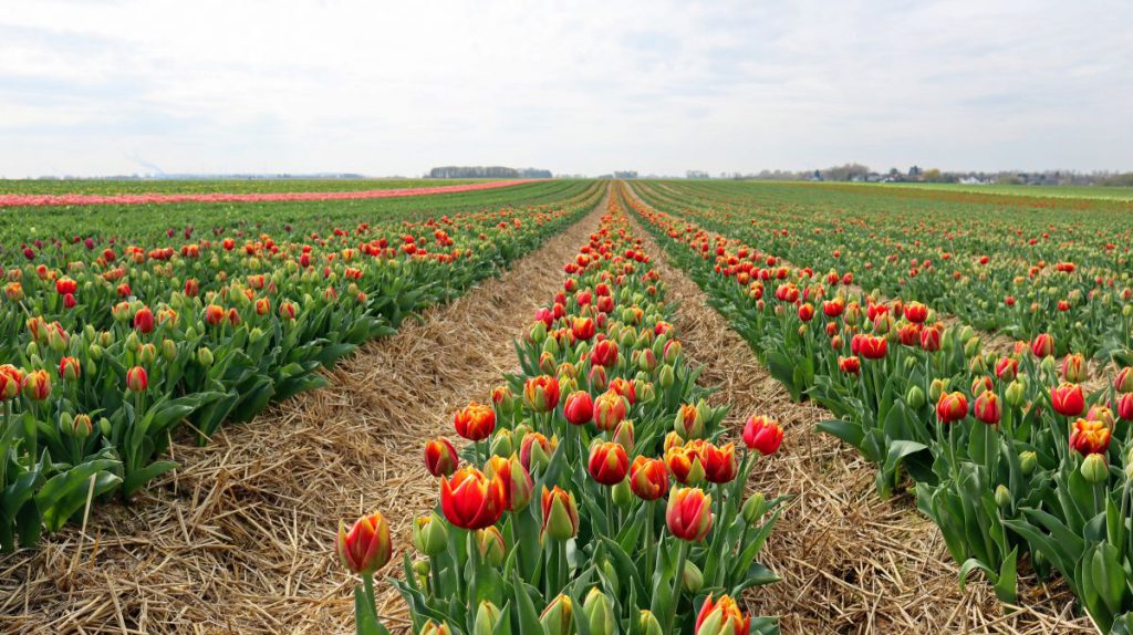 Tulpenfelder Grevenbroich Kapellen