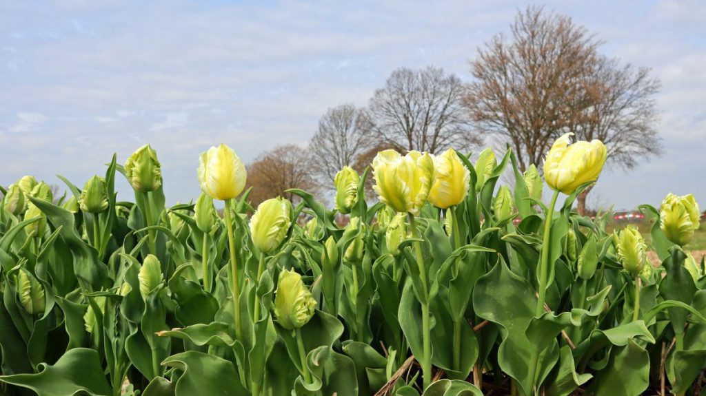 Tulpenfelder Grevenbroich Kapellen