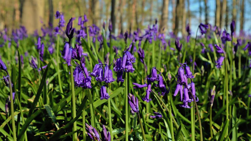 Hasenglöckchen - Blauer Wald