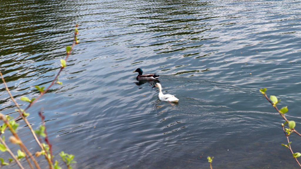 Enten auf dem Adolfosee