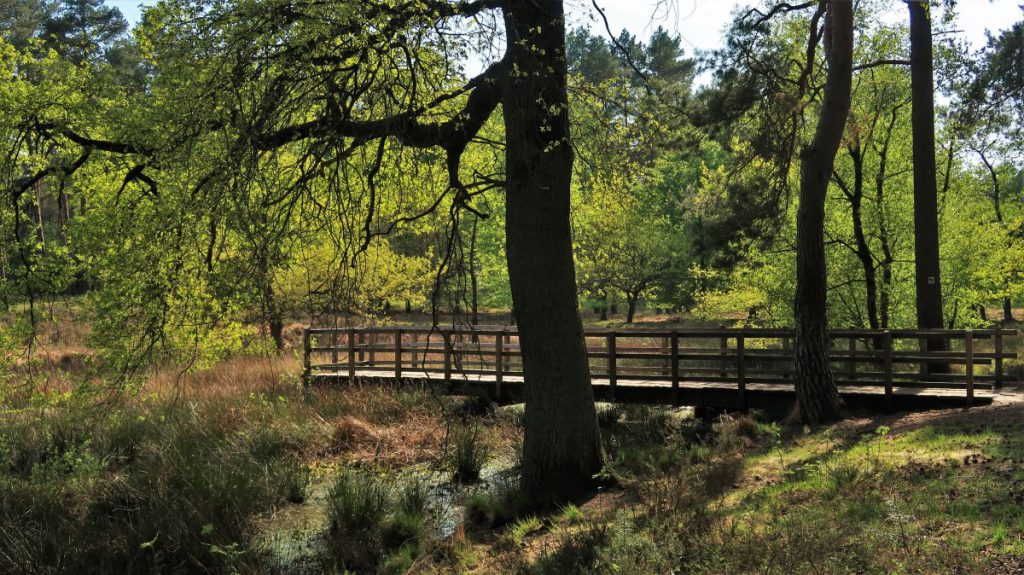 Flachskuhlen (mit hölzernem Beobachtungssteig)