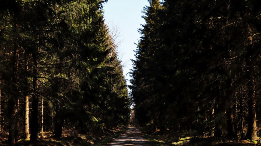 Weg durch dunklen Tannenwald