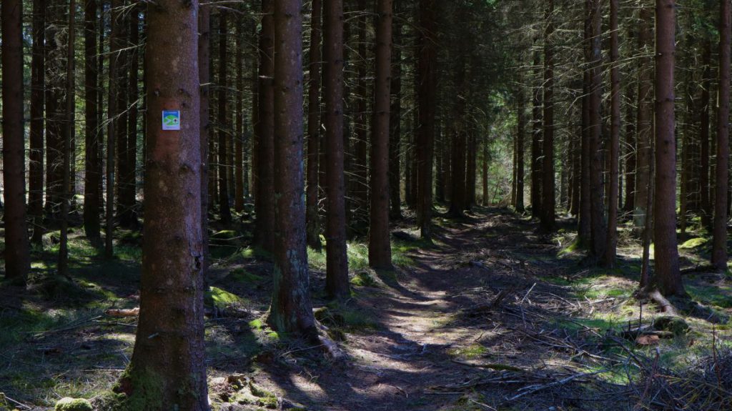 Auf schmalem Pfad im Tannenwald