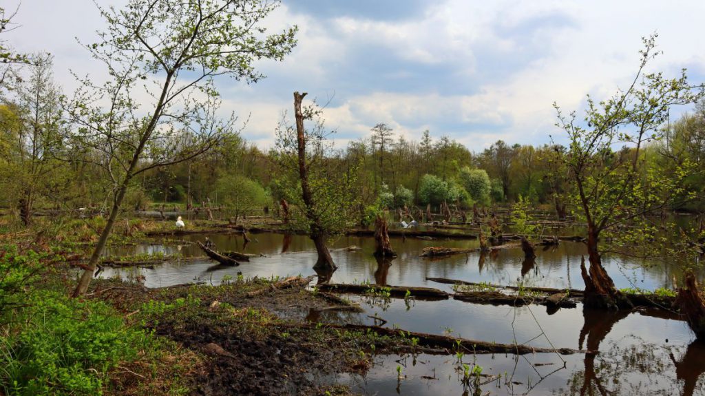 Schwalmbruch "Am Blates"