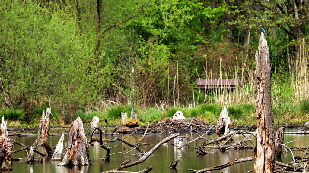 Schwanennest "Am Blates" mit Eisvogel