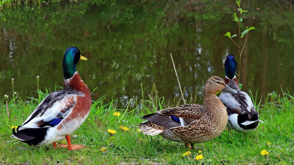 Enten am Ufer der Schwalm