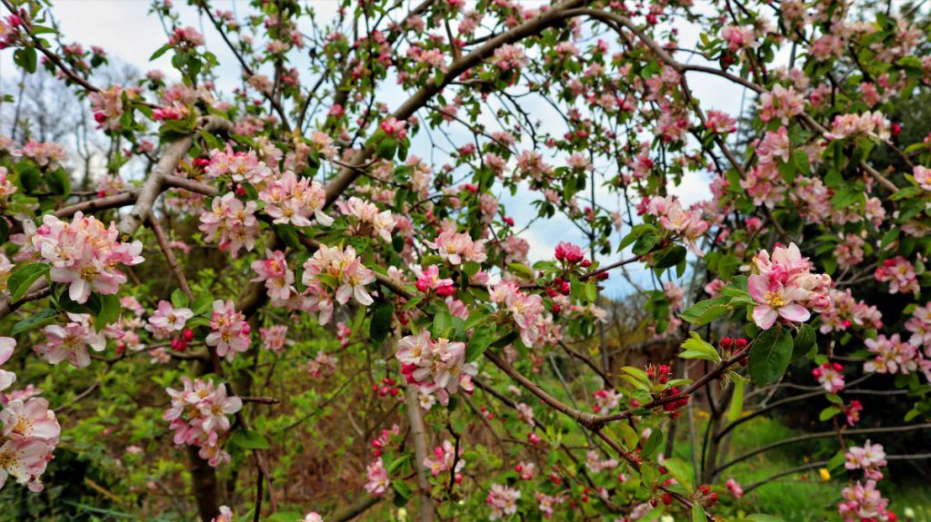 Apfelbaumblüten