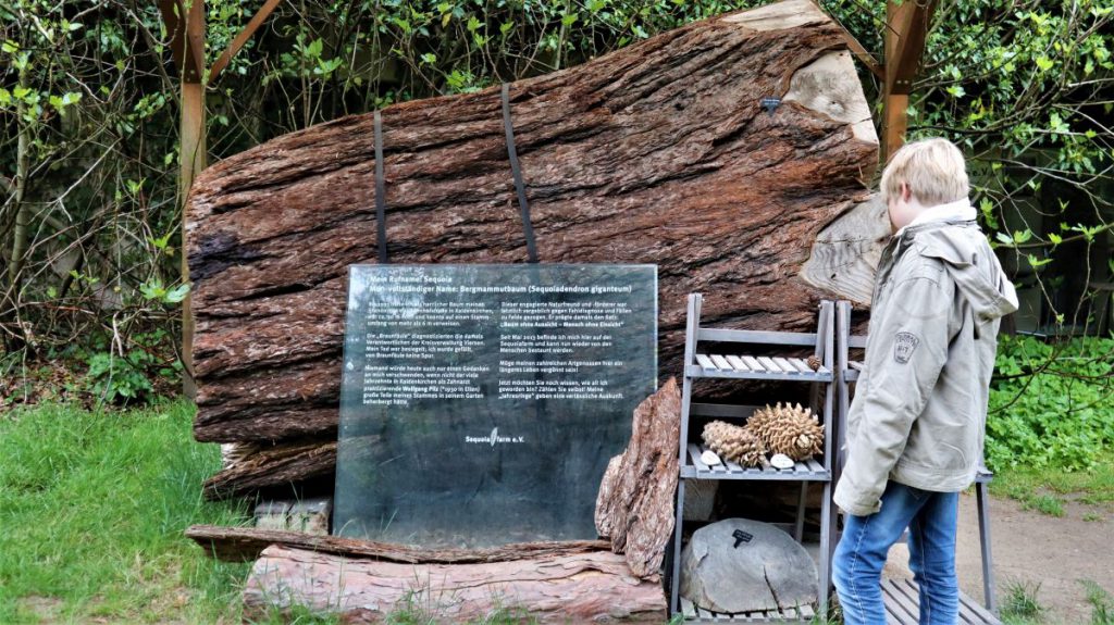 100-jähriger Sequoiastamm und Zapfen