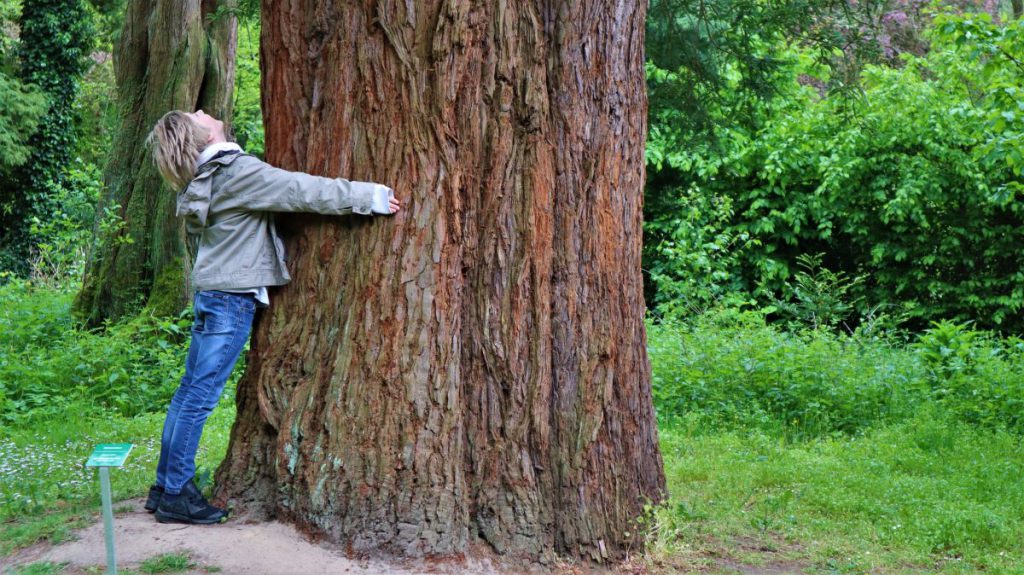 Mammutbaum im Park