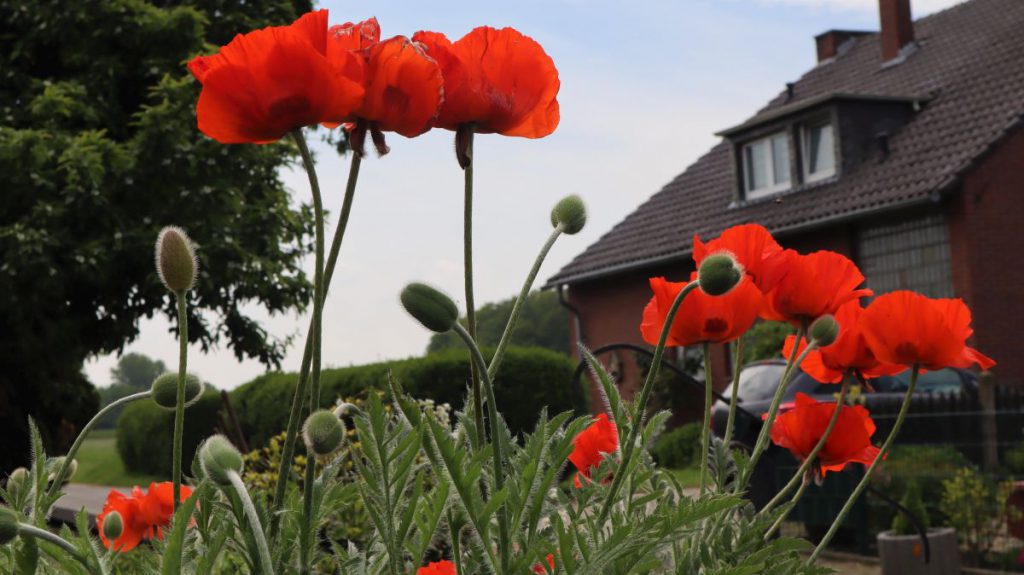 Mohn