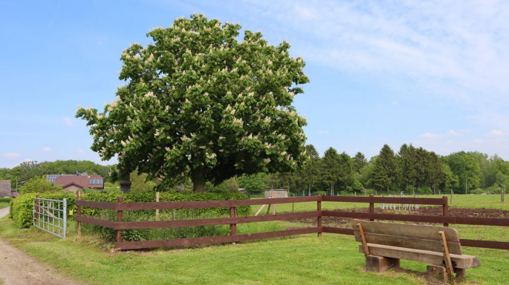 Steinkreuz Schwaamer Feld