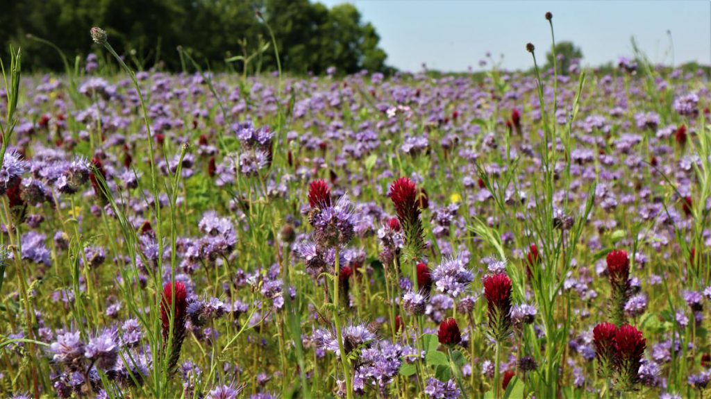 Büschelblume und Inkarnatklee