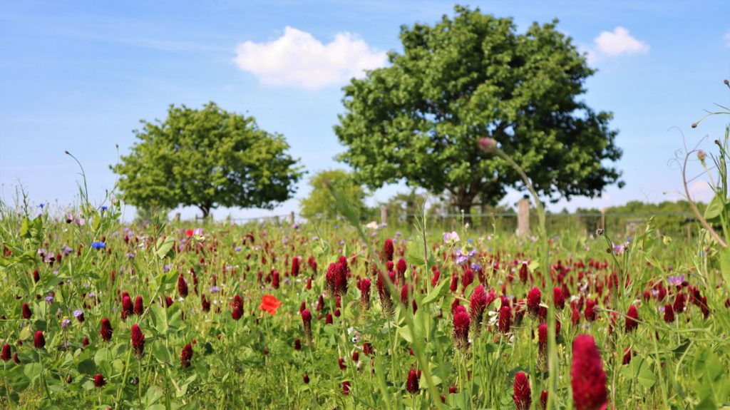 Wildblumenwiese