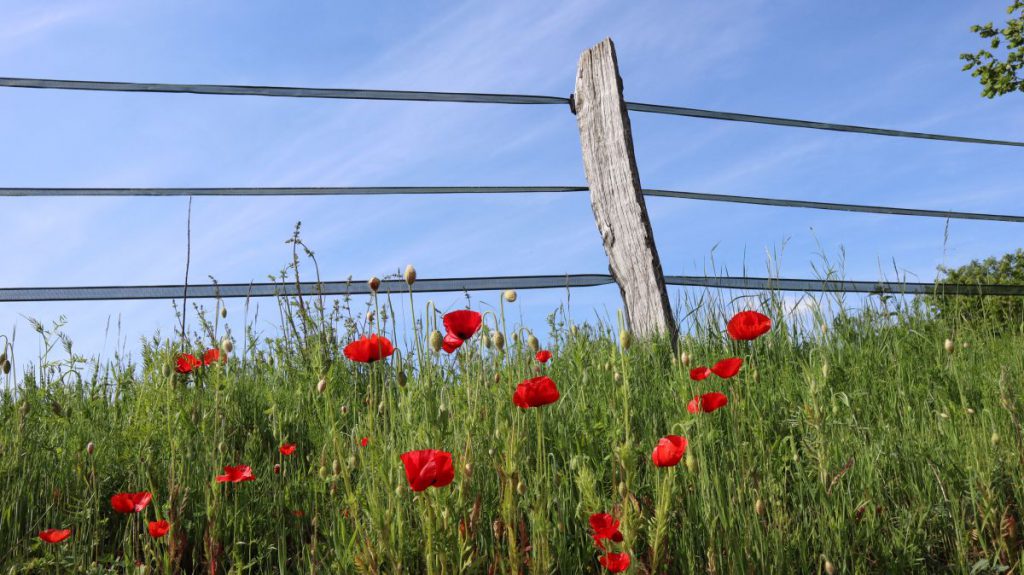 Mohn