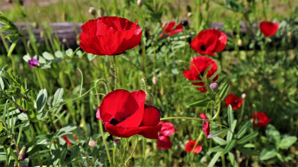 Mohn