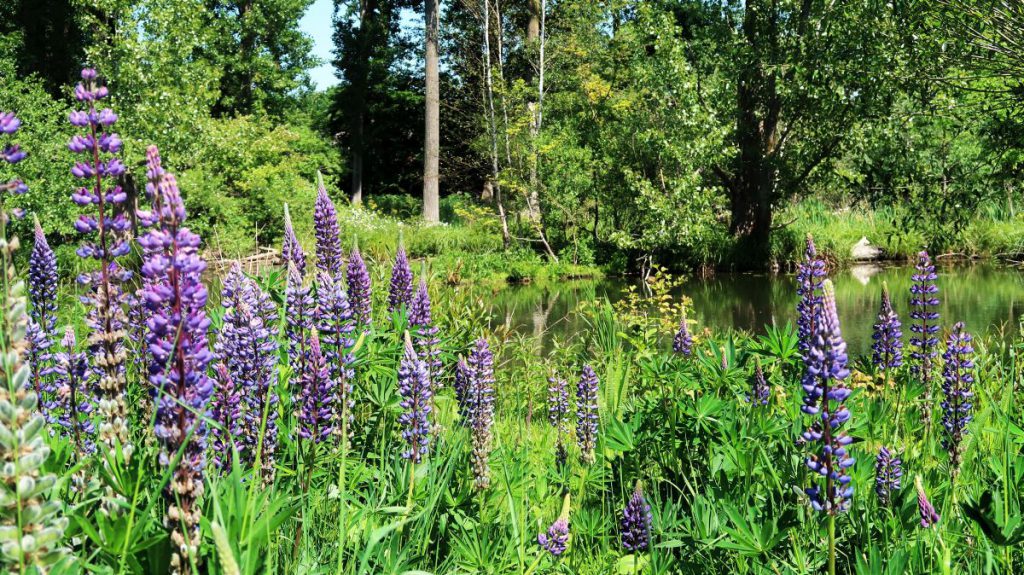 Lupinen Museum Insel Hombroich