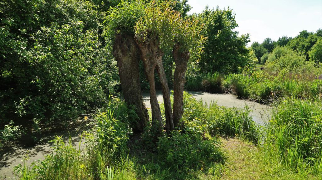 Weide Landschaftspark Hombroich