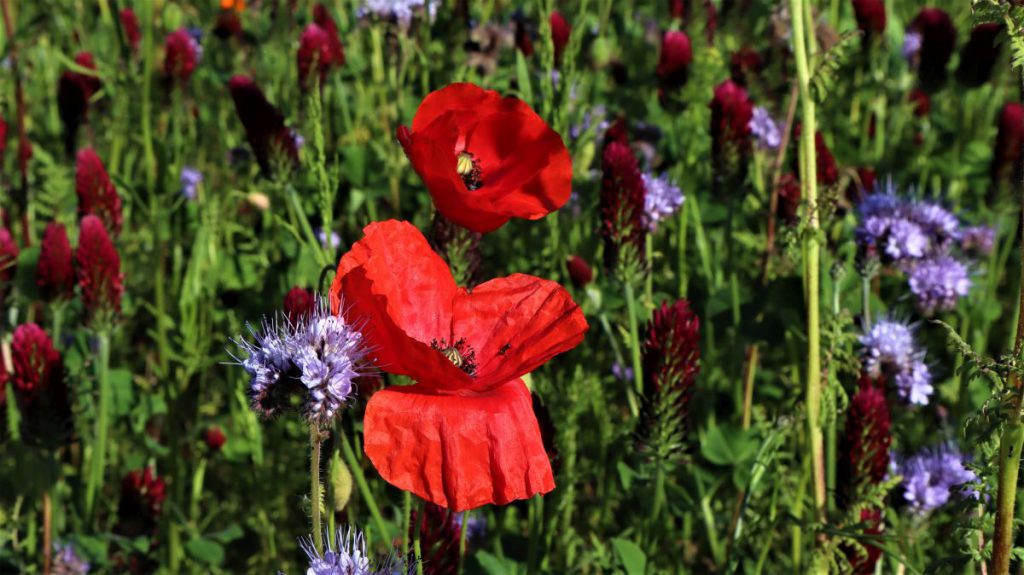 Mohn, Büschelblume und Inkarnatklee