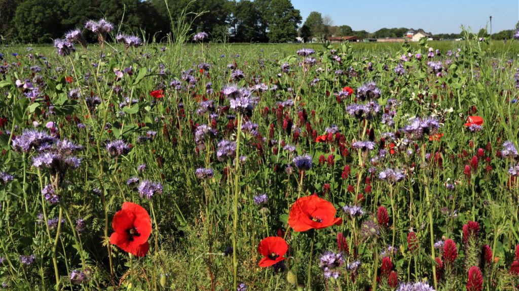 Mohn und Büschelblume