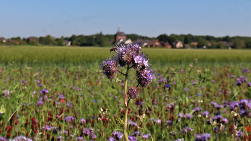 Büschelblume