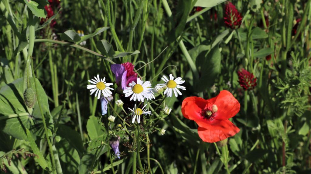 Kamille und Mohn