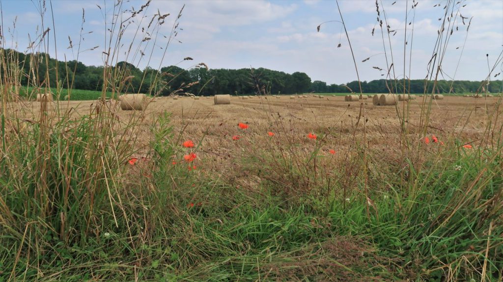 Felder an der Holtmühle