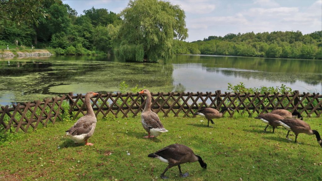 Holtmühlenweiher