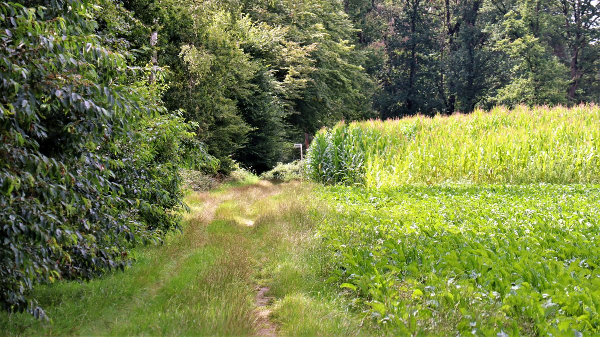 Am Waldrand bei Hehler