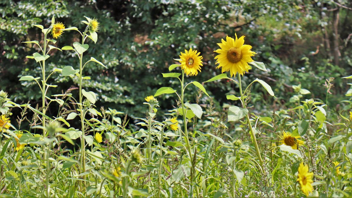 Sonnenblumenfeld bei Leloh