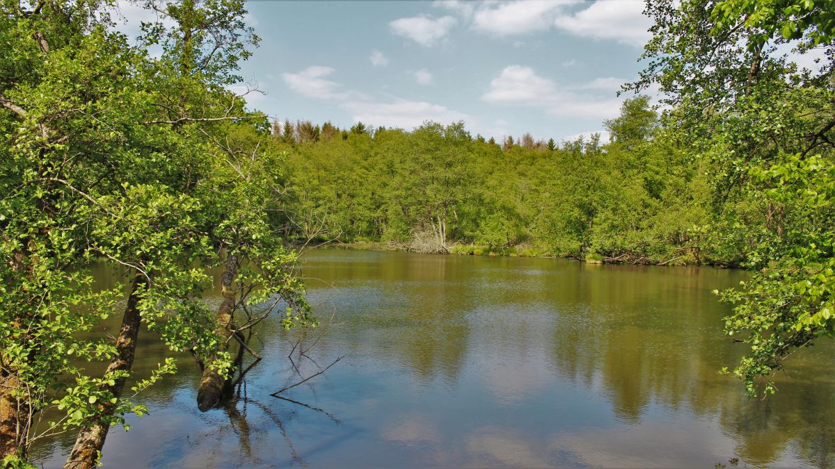 Dalheimer Mühlenweiher