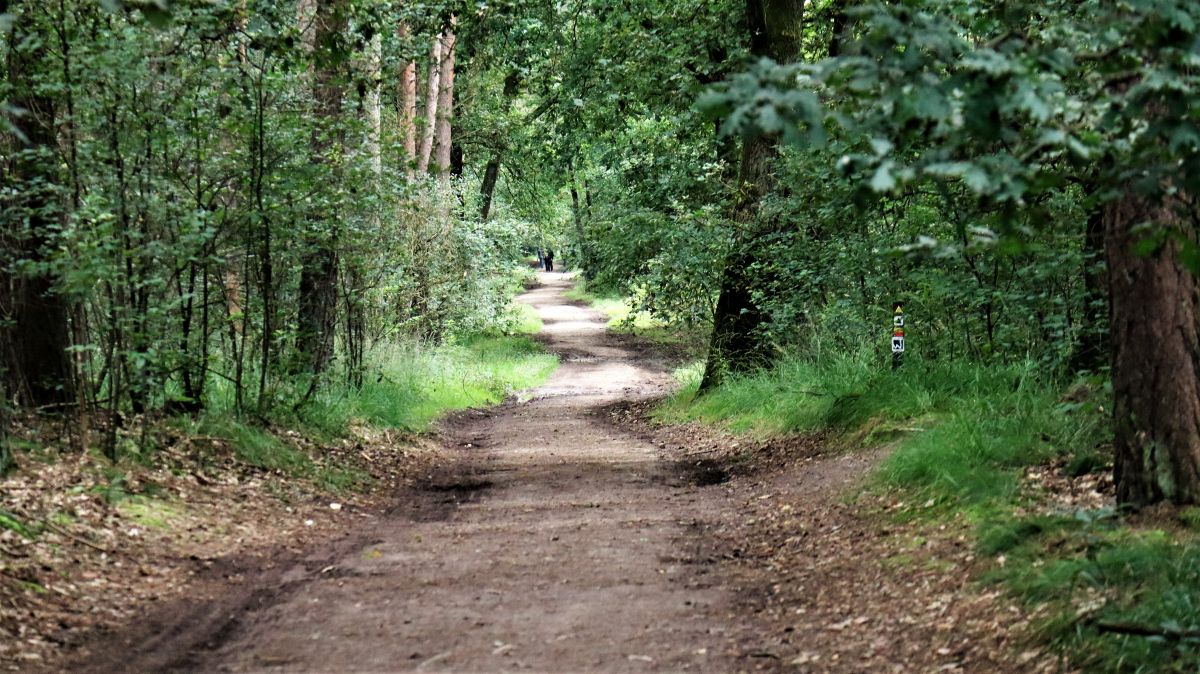 Waldweg Meinvennen