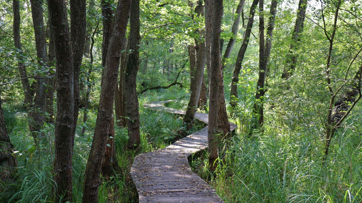 Bohlenweg