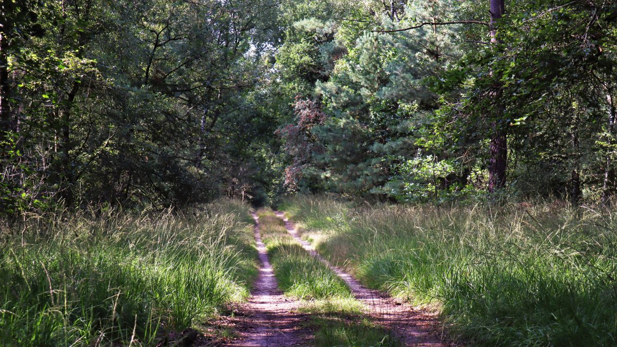 Waldweg im Meinweg