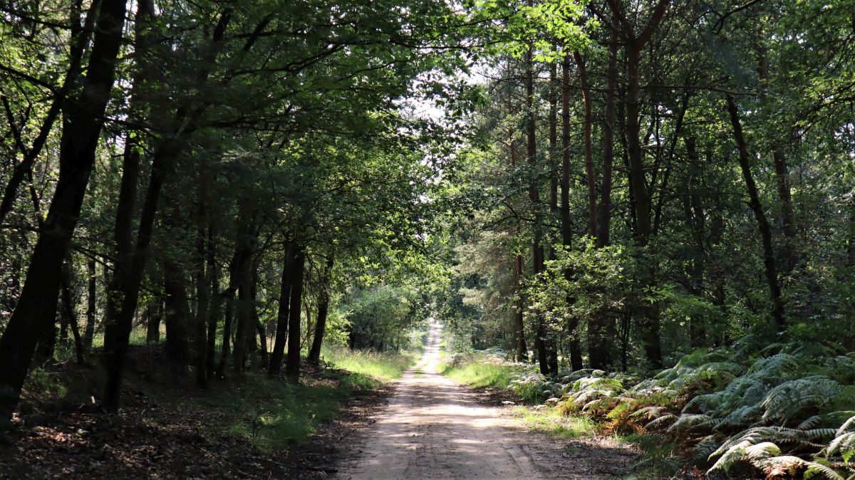 Waldweg im Meinweg