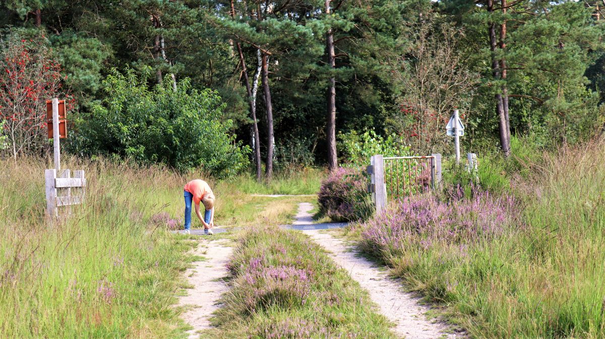 Viehrost in der Heide