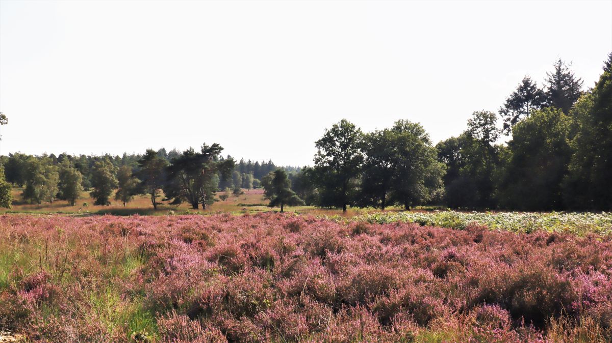 Heide mit Weitblick