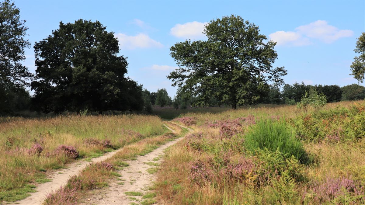 Weg in der Heide