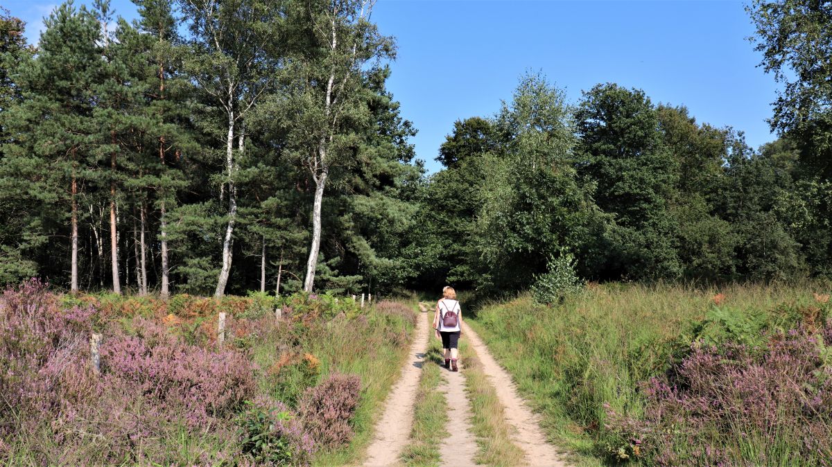 Auf der Heide