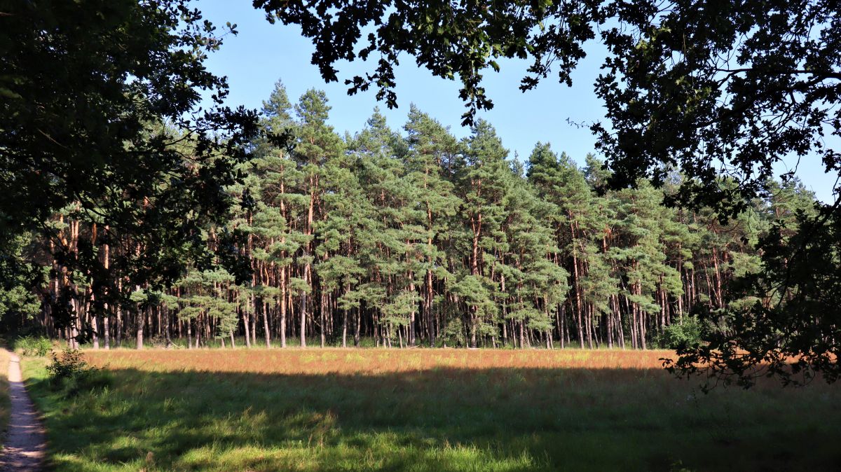 Waldlichtung Meinweg