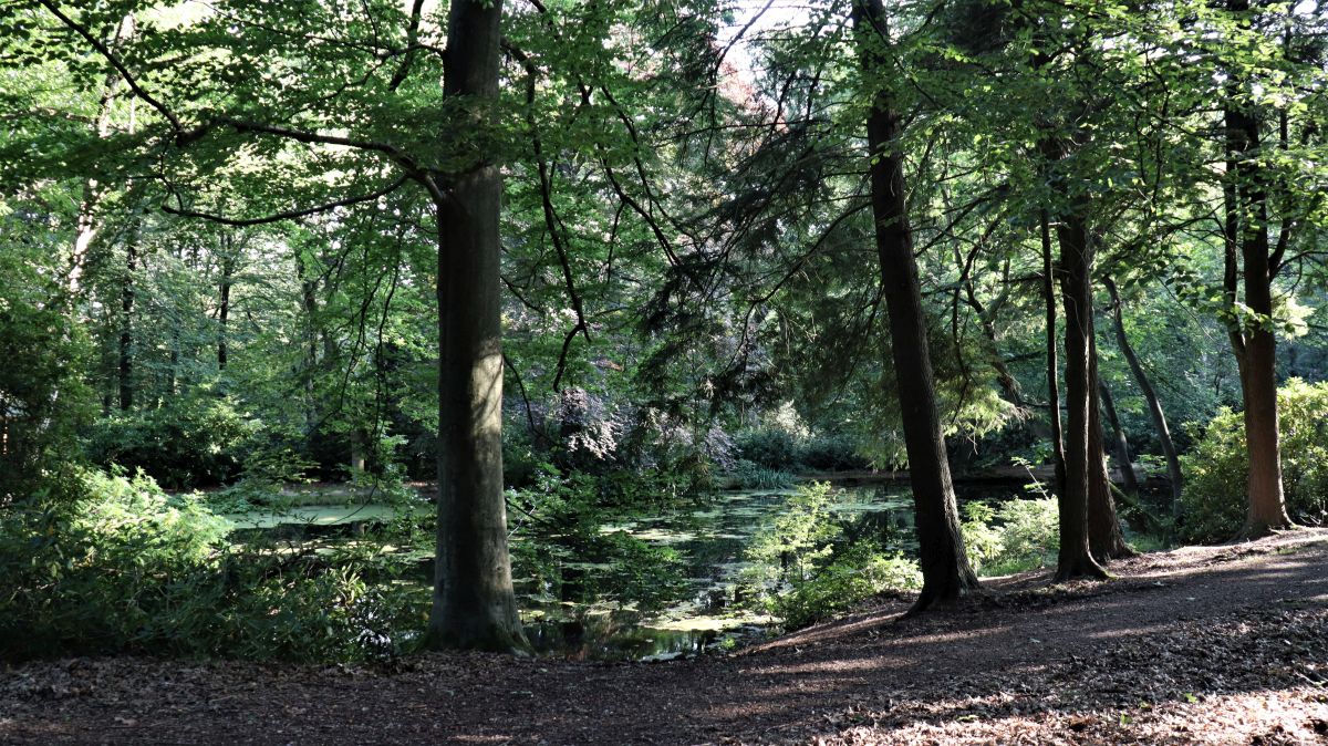 Teich im Rhododendrenpark