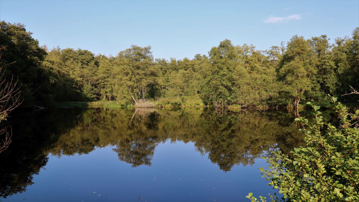 Weiher Dalheimer Mühle