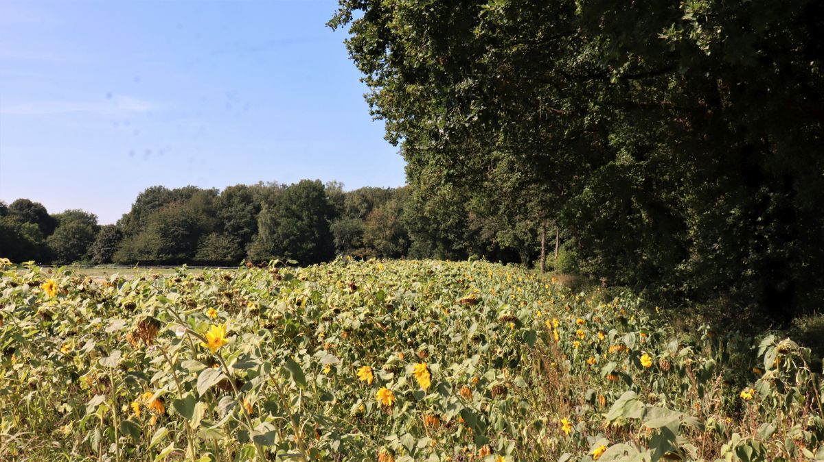 Sonnenblumenfeld am Waldrand