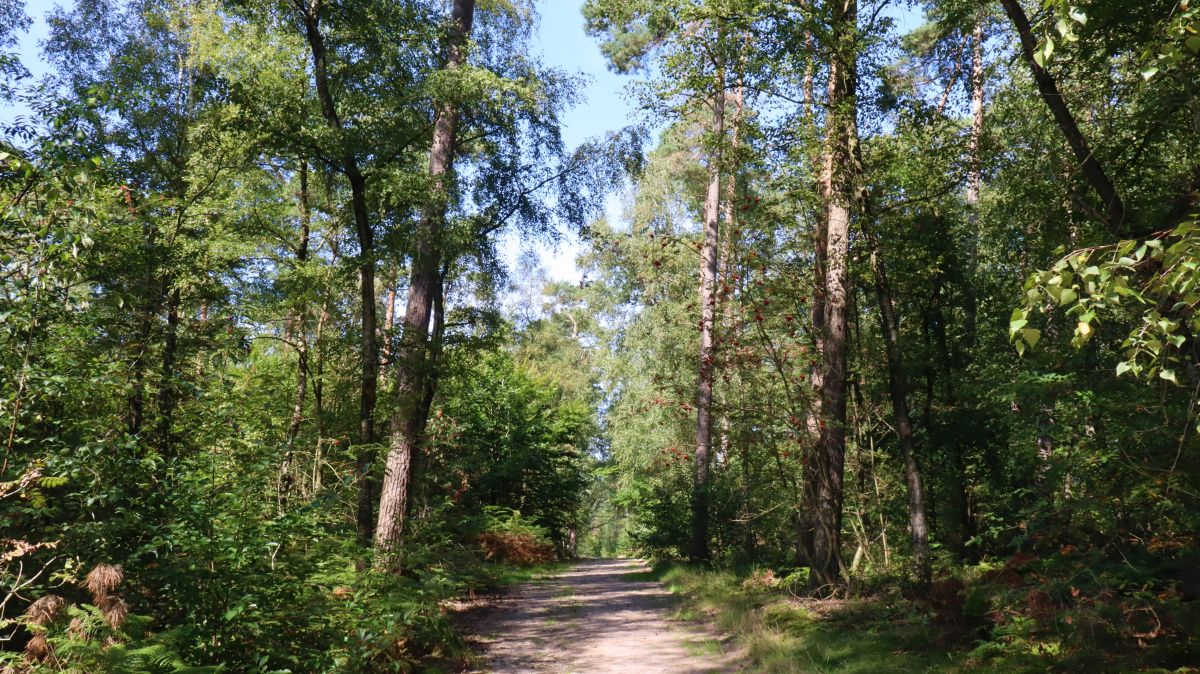 Waldweg zur Heide