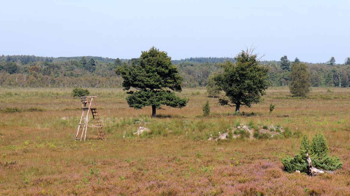 Ansitz in der Heide