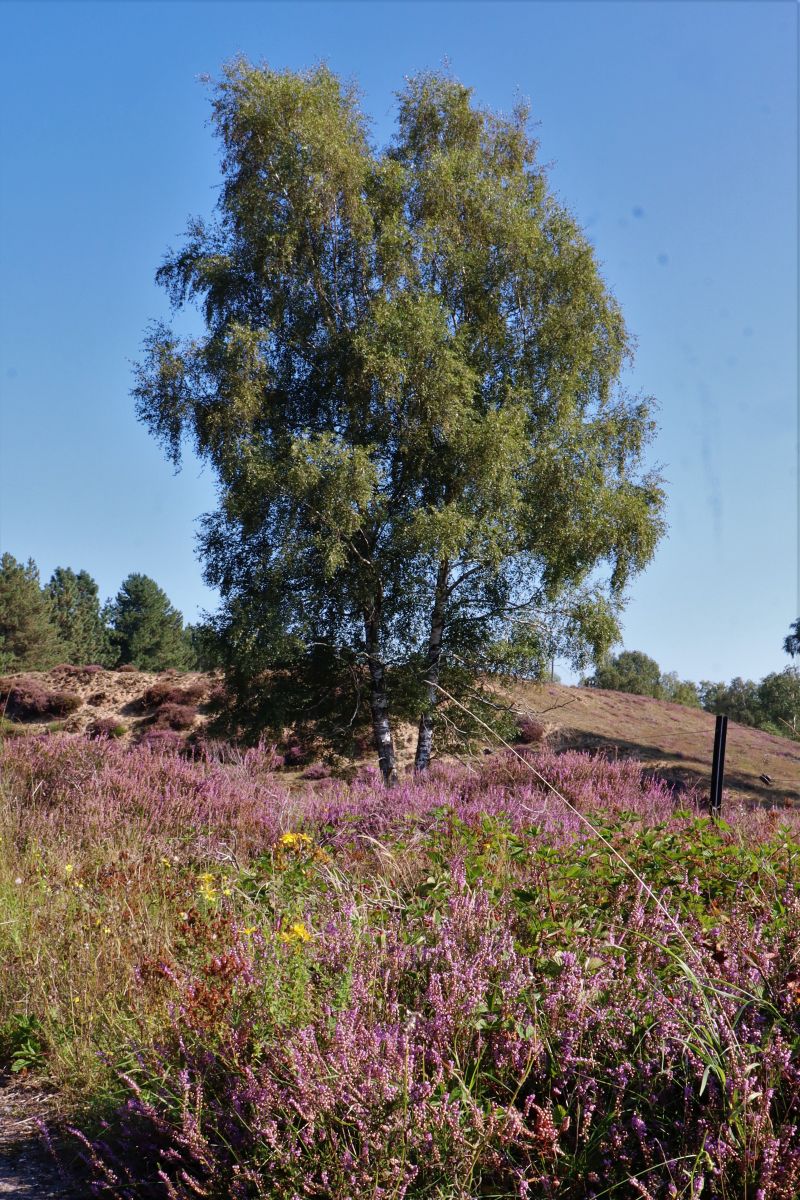 Birke in der Heide