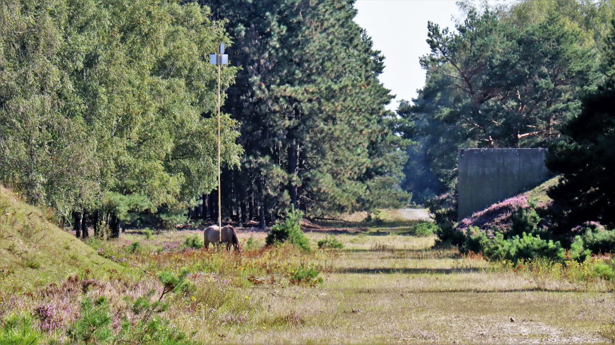 Konic zwischen Heide und Kiefernwald