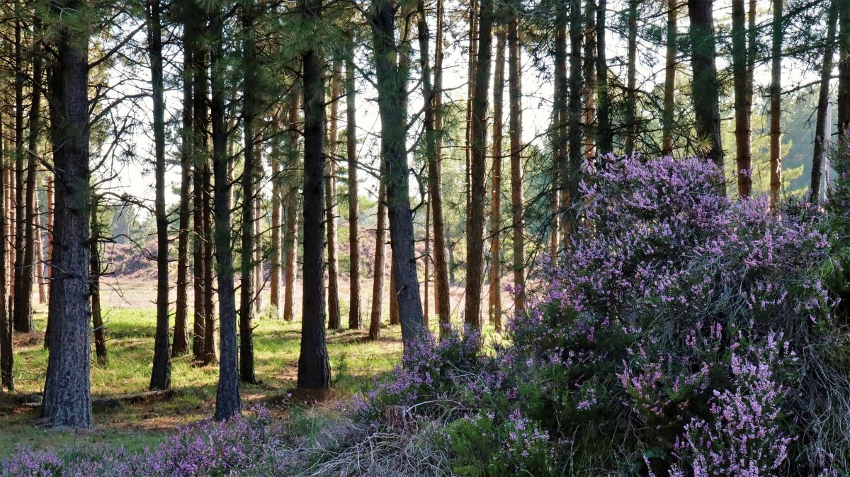 Kiefernwald und Heide