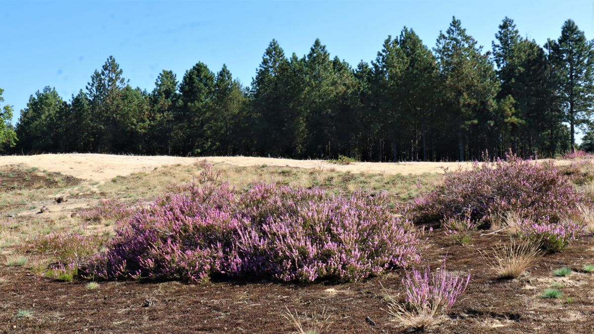 Sand und Heide